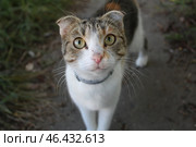 Portrait of a cat with yellow eyes, close-up. Стоковое фото, фотограф Бондарева Елена / Фотобанк Лори