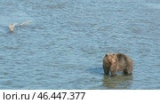 Brown bear hunts for salmon. Стоковое видео, видеограф Михаил Коханчиков / Фотобанк Лори