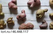 Ugly potatos wooden background. Funny, unnormal vegetable or food waste concept. Стоковое видео, видеограф Кутина Татьяна / Фотобанк Лори