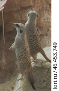 Woman feeding meerkats or suricate. Стоковое видео, видеограф Михаил Коханчиков / Фотобанк Лори