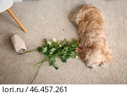 Непослушная собака и ваза с цветами на ковре. Стоковое фото, фотограф Pixel_shot / Фотобанк Лори