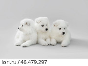 Симпатичные щенки самоеда на сером фоне. Стоковое фото, фотограф Pixel_shot / Фотобанк Лори