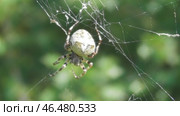 Паук угловатый крестовик Araneus angulatus на паутине. Стоковое видео, видеограф Александр Мамонтов / Фотобанк Лори