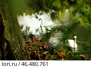 Swans. Стоковое фото, фотограф Ольга Зиновская / Фотобанк Лори