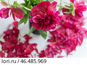 luxurious fuchsia peonies stand in a black vase on a white table. Petals fall. Стоковое фото, фотограф Ирина Мойсеева / Фотобанк Лори