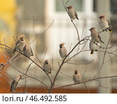 Group or flock of bohemian waxwing birds that breeds in the coniferous forests with gray plumage, black face and with crest sitting on tree branch or bush twig outdoors in th city during migration. Стоковое фото, фотограф Елена Кабенкина / Фотобанк Лори