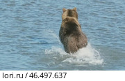 Brown bear hunts for salmon. Стоковое видео, видеограф Михаил Коханчиков / Фотобанк Лори