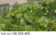 A net is stretched over a bush of fruit crops to protect blackcurrant berries from birds. Preservation of a harvest rich in vitamin C. Fresh food ecological garden, Summer season. Стоковое видео, видеограф Елизавета Малкова / Фотобанк Лори