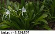 Beautiful white tropical flower beach spider lily hymenocallis littoralis. Long thin, elegantly curved petals, stamens among the lush green leaves. Close-up. Malaysia. Стоковое фото, фотограф Вера Ивановна Кубарева / Фотобанк Лори