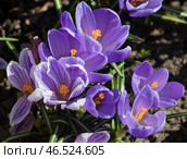 Blooming lilac crocuses (Crocus vernus) close-up. Стоковое фото, фотограф Виктор Карасев / Фотобанк Лори