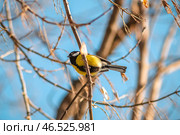 Great tit with vibrant yellow and black plumage perching on a slender, bare branch of a tree, set against a clear blue sky on a bright, sunny winter day. Стоковое фото, фотограф Ольга Ильина / Фотобанк Лори