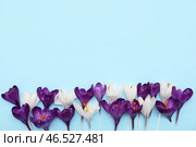 Красивые цветы крокуса на синем фоне. Стоковое фото, фотограф Pixel_shot / Фотобанк Лори