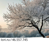 Заледенелые ветки дерева. Стоковое AI-изображение, AI-художник Руслан Лесков / Фотобанк Лори