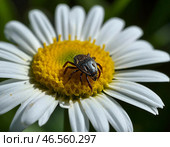 Клещ (лат. Acarina) на цветке маргаритки. Стоковое AI-изображение, AI-художник Руслан Лесков / Фотобанк Лори