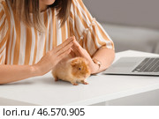 Красивая молодая женщина с милой морской свинкой дома, крупным планом. Стоковое фото, фотограф Pixel_shot / Фотобанк Лори