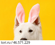Смешная белая собака с кроличьими ушами на желтом фоне, крупным планом. Стоковое фото, фотограф Pixel_shot / Фотобанк Лори