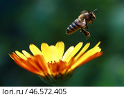 Пчела, собирающая пыльцу с цветка. Стоковое фото, фотограф Владимир Смирнов / ТАСС / Фотобанк Лори