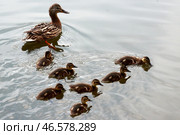 Утка с утятами в воде. Стоковое фото, фотограф Сергей Фадеичев / ТАСС / Фотобанк Лори
