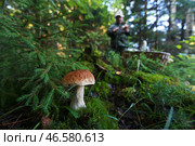 Гриб, растущий под елью. Стоковое фото, фотограф Владимир Смирнов / ТАСС / Фотобанк Лори