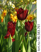 Tulipa Pacific Pearl, dark red flowers with lightly fringed edges and broadly lance-shaped, grey-green leaves. Стоковое фото, фотограф Валерия Попова / Фотобанк Лори