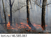 Горящие деревья в лесу. Стоковое фото, фотограф Кирилл Кухмарь / ТАСС / Фотобанк Лори