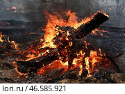Горящие деревья в лесу. Стоковое фото, фотограф Александр Рюмин / ТАСС / Фотобанк Лори
