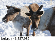 Северные олени. Стоковое фото, фотограф Сергей Карпухин / ТАСС / Фотобанк Лори