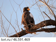 Белоплечий орлан на ветке. Стоковое фото, фотограф Юрий Смитюк / ТАСС / Фотобанк Лори