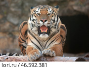 Рычащий тигр. Стоковое фото, фотограф Вячеслав Прокофьев / ТАСС / Фотобанк Лори