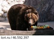 Камчатский бурый медведь у ящика с фруктами и овощами. Стоковое фото, фотограф Сергей Бобылев / ТАСС / Фотобанк Лори