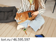 Женщина расчесывает милую кошку на ковре дома. Стоковое фото, фотограф Pixel_shot / Фотобанк Лори