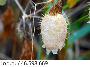 Dry fruits of Rabid cucumber or echinocystis lobata plants. Стоковое фото, фотограф Александр Прошкин / Фотобанк Лори