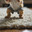 A red-haired kitten in a T-shirt and shorts walks along a light carpet against the background of a window and a sofa, preparing for morning exercises. Стоковое AI-видео, аниматор Неведицына Елена / Фотобанк Лори