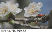 Plum flowers on tree and ladybug. Стоковое видео, видеограф Михаил Коханчиков / Фотобанк Лори