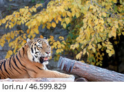 Рычащий тигр. Стоковое фото, фотограф Вячеслав Прокофьев / ТАСС / Фотобанк Лори