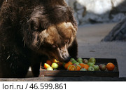 Камчатский бурый медведь у ящика с фруктами и овощами. Стоковое фото, фотограф Сергей Бобылев / ТАСС / Фотобанк Лори