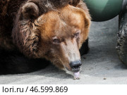Камчатский бурый медведь и витамины, разложенные для него в вольере. Стоковое фото, фотограф Сергей Савостьянов / ТАСС / Фотобанк Лори