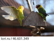 Масковые неразлучники. Стоковое фото, фотограф Сергей Мальгавко / ТАСС / Фотобанк Лори