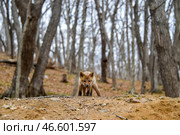 Лисенок. Стоковое фото, фотограф Юрий Смитюк / ТАСС / Фотобанк Лори