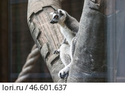 Кошачий лемур. Стоковое фото, фотограф Артем Геодакян / ТАСС / Фотобанк Лори