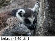 Кошачий лемур. Стоковое фото, фотограф Артем Геодакян / ТАСС / Фотобанк Лори