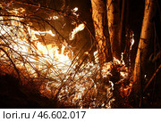 Горящее дерево в лесу. Стоковое фото, фотограф Александр Рюмин / ТАСС / Фотобанк Лори