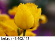 Игольчатый тюльпан. Стоковое фото, фотограф Юрий Смитюк / ТАСС / Фотобанк Лори