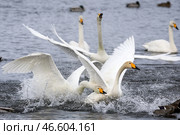 Лебеди-кликуны. Стоковое фото, фотограф Кирилл Кухмарь / ТАСС / Фотобанк Лори