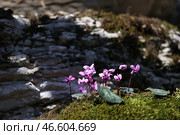 Распустившиеся цикламены. Стоковое фото, фотограф Дмитрий Феоктистов / ТАСС / Фотобанк Лори