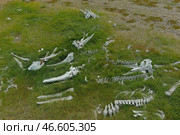 Китовые кости на берегу. Стоковое фото, фотограф Сергей Фадеичев / ТАСС / Фотобанк Лори