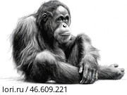Detailed black and white drawing of an orangutan, done in a graphic style. The monkey sits in a relaxed pose, its facial expression seems thoughtful and calm. Every detail of the fur, wrinkles and skin texture is carefully drawn, which gives the image depth and realism. The background is completely white, which emphasizes the contrast and makes the animal's figure even more expressive. The style of the work resembles an engraving or ink illustration. Стоковое AI-изображение, AI-художник Анна Кривицкая / Фотобанк Лори