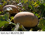 Дыни на бахче. Стоковое фото, фотограф Сергей Мальгавко / ТАСС / Фотобанк Лори