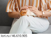 Красивая молодая женщина с милой морской свинкой дома, крупным планом. Стоковое фото, фотограф Pixel_shot / Фотобанк Лори