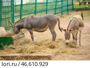 Серые ослы в зоологическом саду. Стоковое фото, фотограф Pixel_shot / Фотобанк Лори